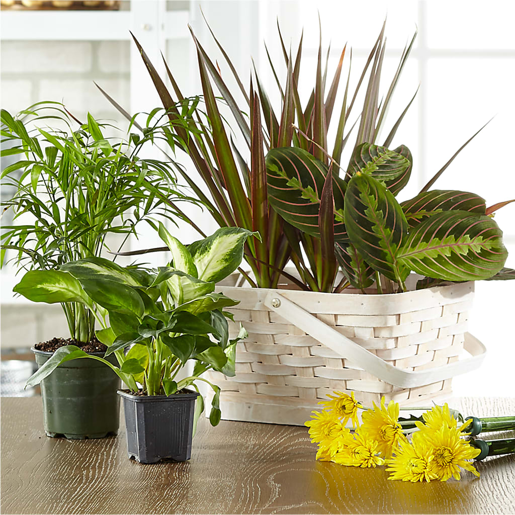Florist Designed Blooming and Green Plants in a Basket – Flowers In The 419, Toledo OH