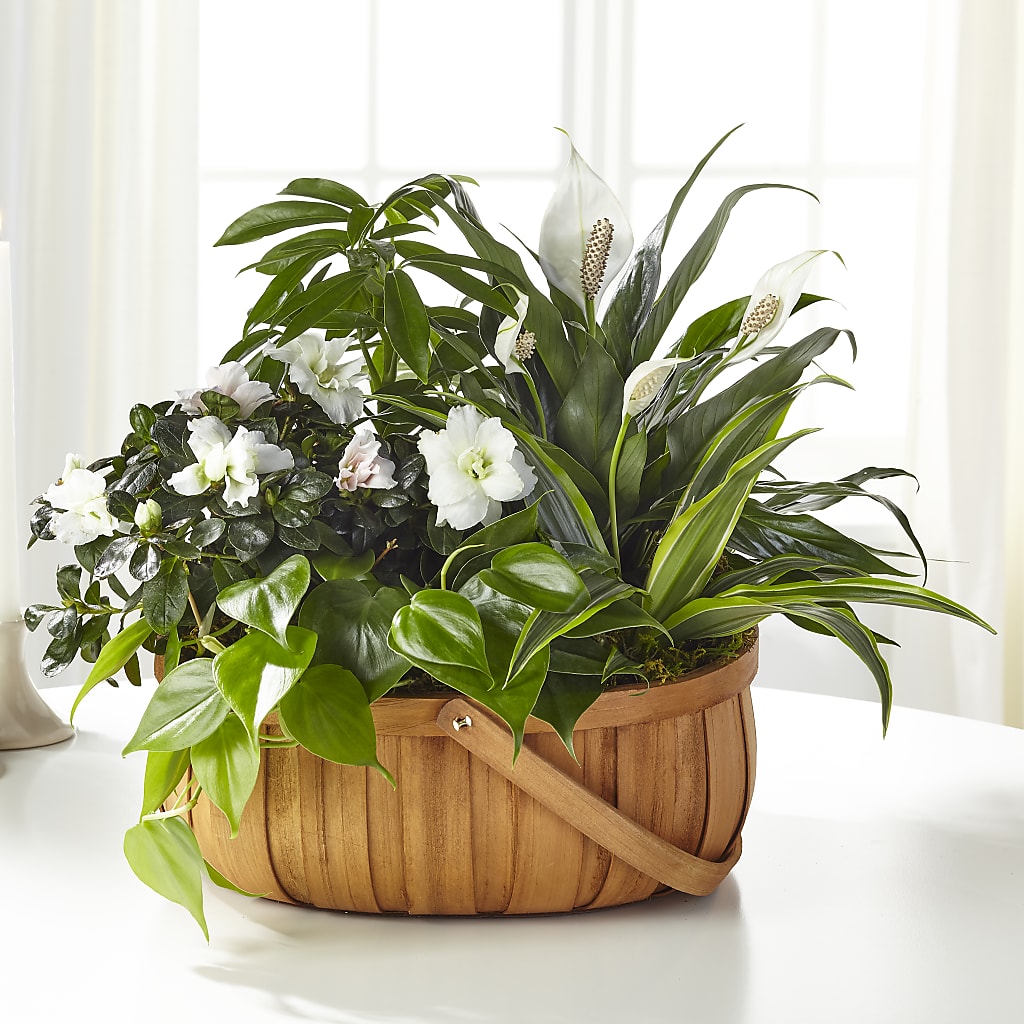 Serene Dishgarden – Flowers In The 419, Toledo OH