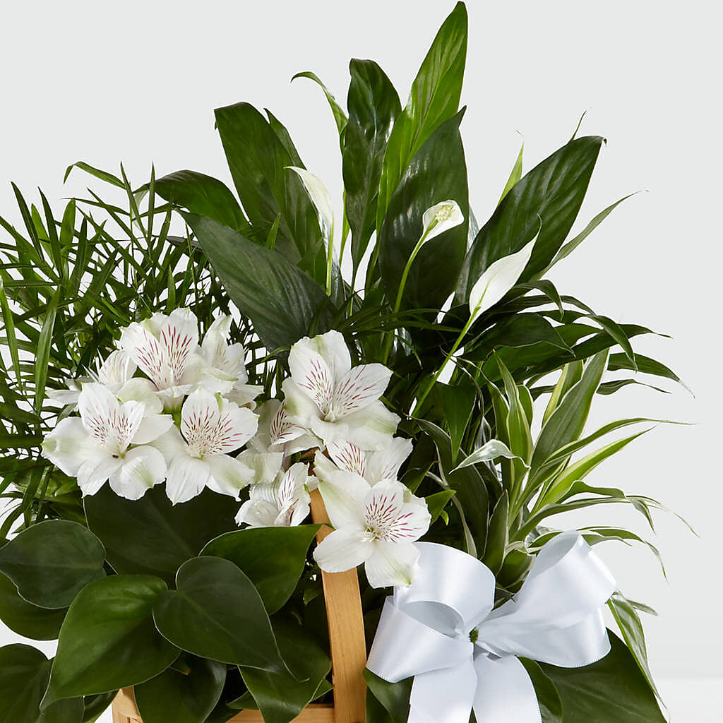 Peace & Serenity Dishgarden –  Flowers In The 419, Toledo OH