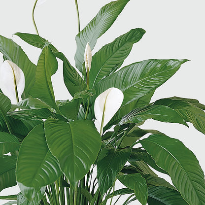 Tranquil Moments Peace Lily Plant –  Flowers In The 419, Toledo OH