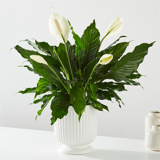 Comfort Planter –  Flowers In The 419, Toledo OH