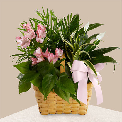 Living Spirit Dishgarden –  Flowers In The 419, Toledo OH