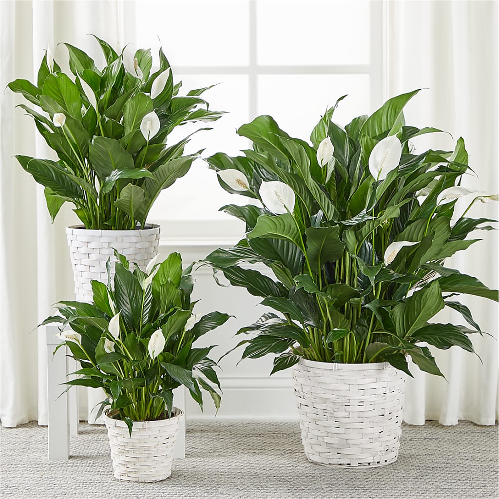 A New Leaf Peace Lily –  Flowers In The 419, Toledo OH
